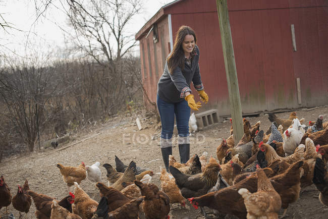 Agricultora fêmea que alimenta galinhas . — Fotografia de Stock