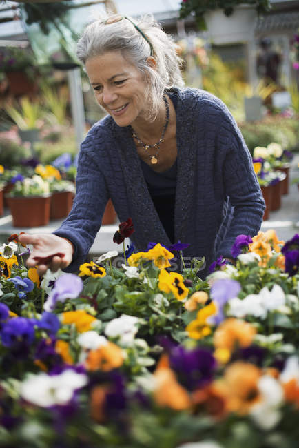 Donna che lavora curando piante da fiore — Foto stock