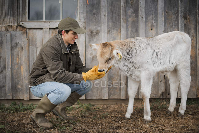 Male farmer tending calf — Stock Photo