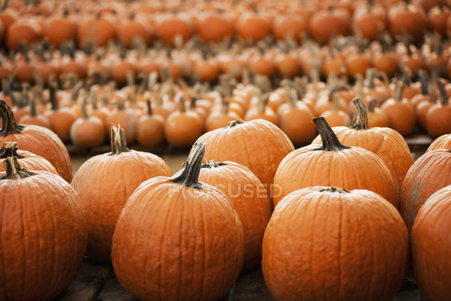 Pumpkins arranged in rows — Stock Photo