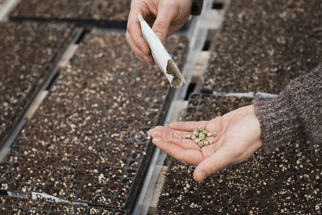 Pessoa que detém sementes na palma da mão — Fotografia de Stock