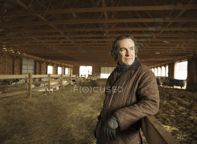 Agricultor en un granero de ganado - foto de stock