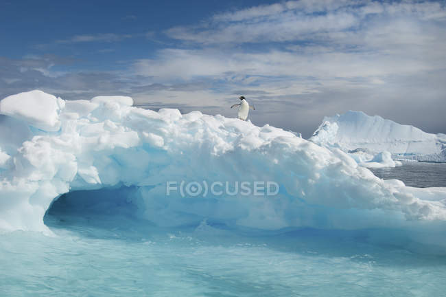 Pingüino Adelie encima de un iceberg - foto de stock