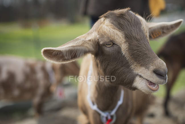 Pequeña granja lechera con cabra . - foto de stock