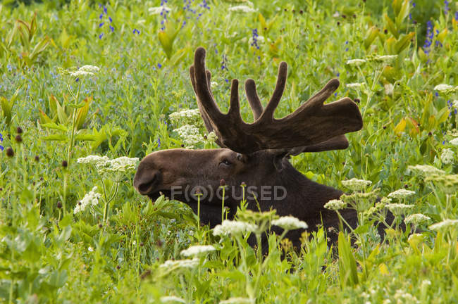 Moose Grazing in long grass — Stock Photo