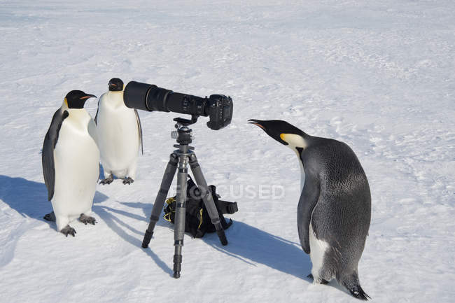Імператорські пінгвіни, дивлячись на камеру — стокове фото