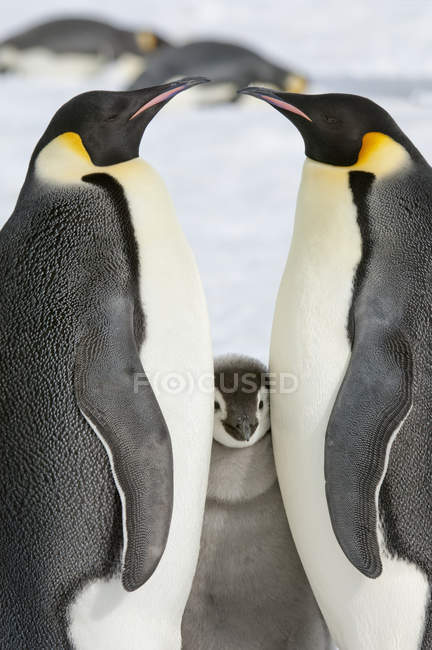 Emperador pingüinos y un polluelo bebé - foto de stock