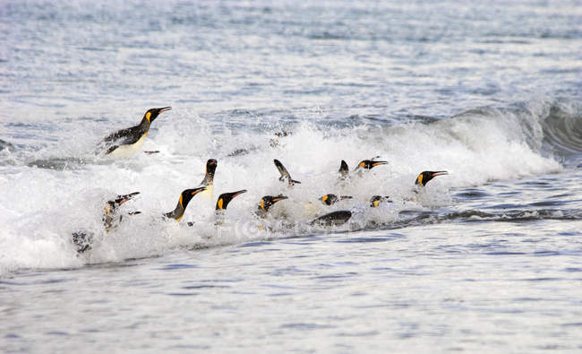 Pinguins-rei surfando nas ondas — Fotografia de Stock