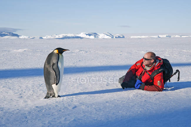 Man close to an emperor penguin — Stock Photo