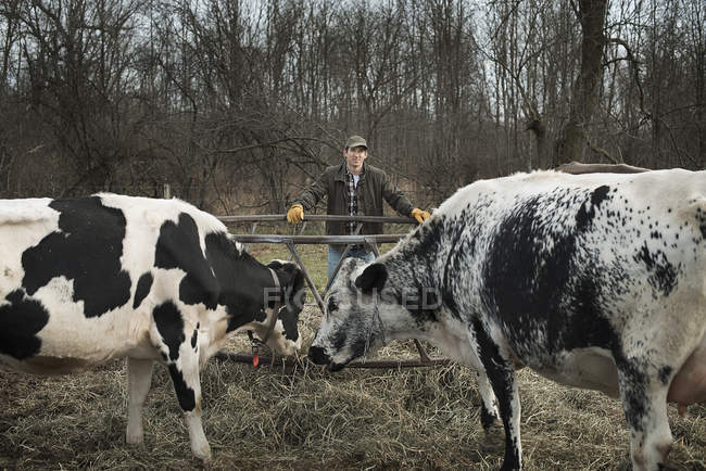 Agricoltore che lavora in azienda e si prende cura delle vacche . — Foto stock
