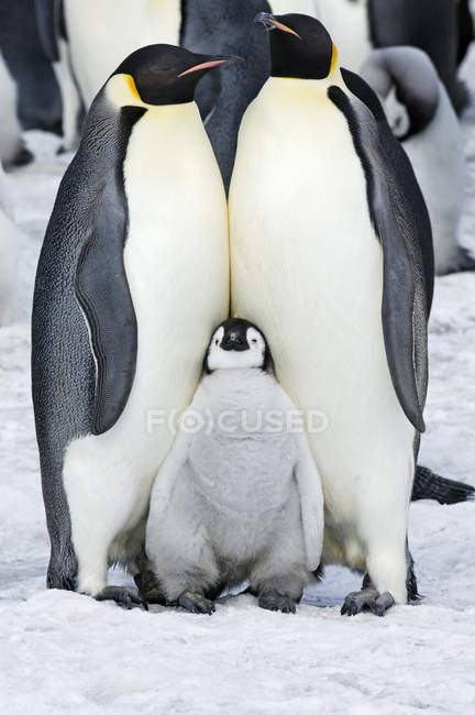Emperor penguins and a baby chick — Stock Photo