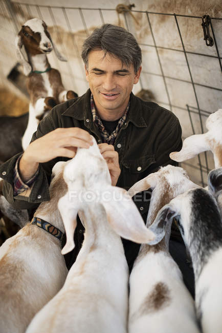 Homem em um celeiro com cabras — Fotografia de Stock