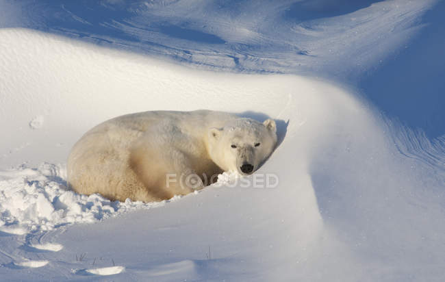 Белый медведь в дикой природе — стоковое фото