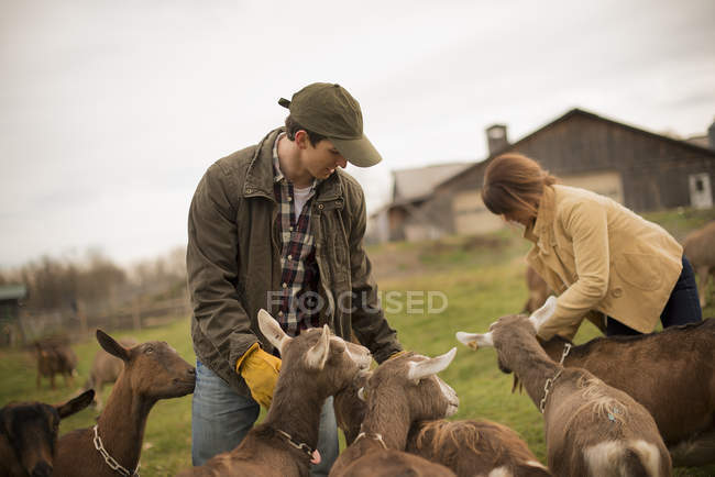 Agricultores que trabajan y cuidan cabras - foto de stock