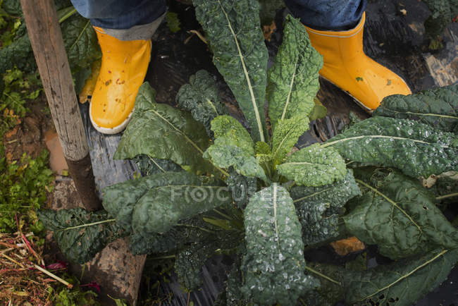 Feet in yellow work boots. — Stock Photo