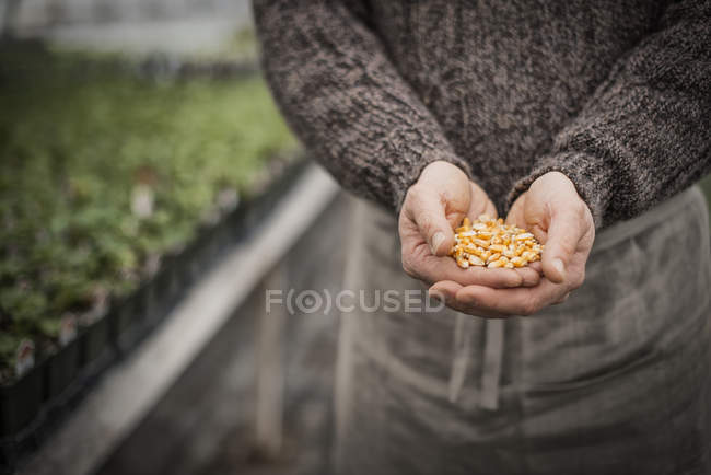 Homme tenant une poignée de graines de plantes . — Photo de stock