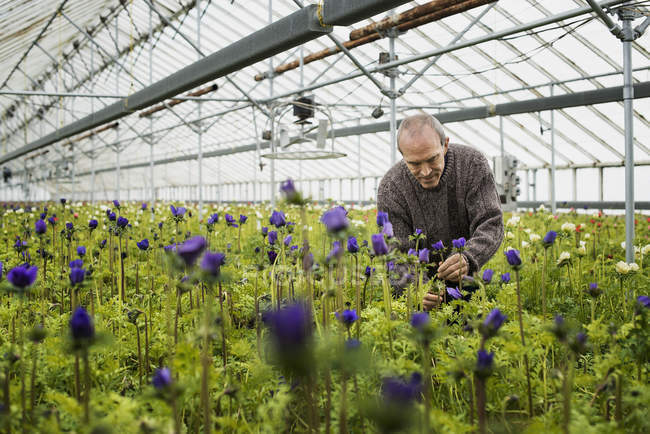 Organic Plant Nursery Glhouse Healthy Eating Front View Organic Plant Nursery Glhouse Stock Photo