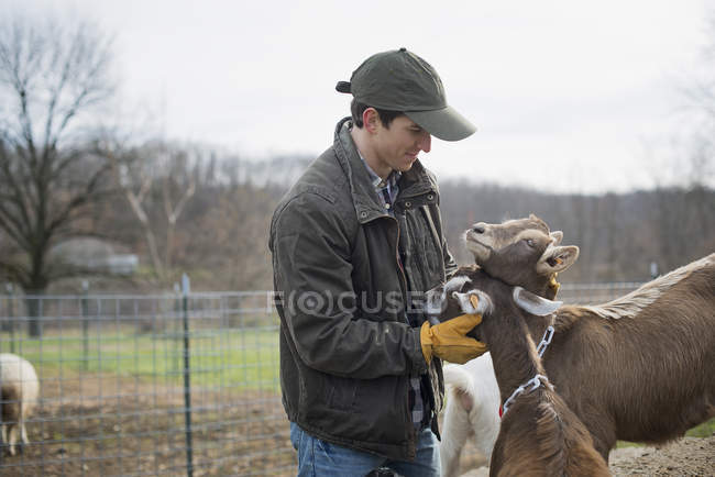 Agricultor que trabaja en la granja y atiende cabras . - foto de stock