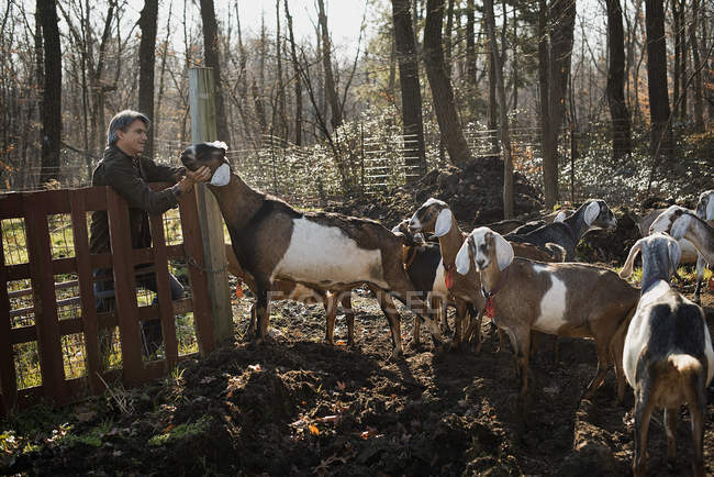 Uomo in piedi in un recinto con uno stormo di capre — Foto stock