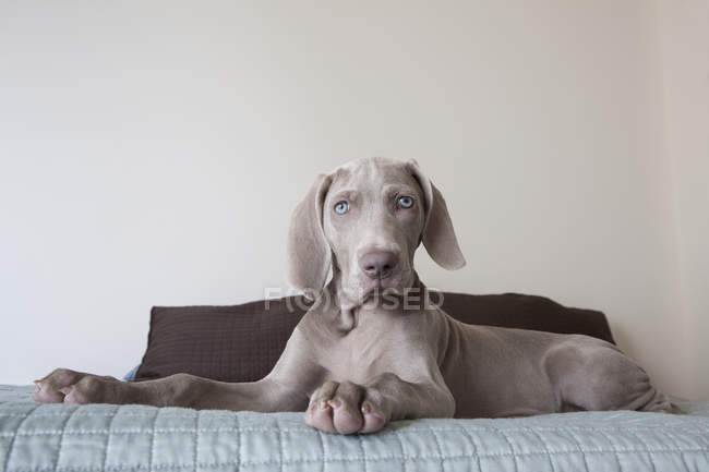 Weimaraner puppy on bed — Stock Photo