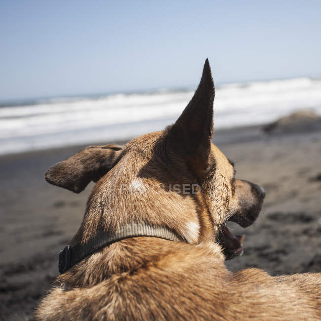 Dog on beach in Discovery Park — Stock Photo