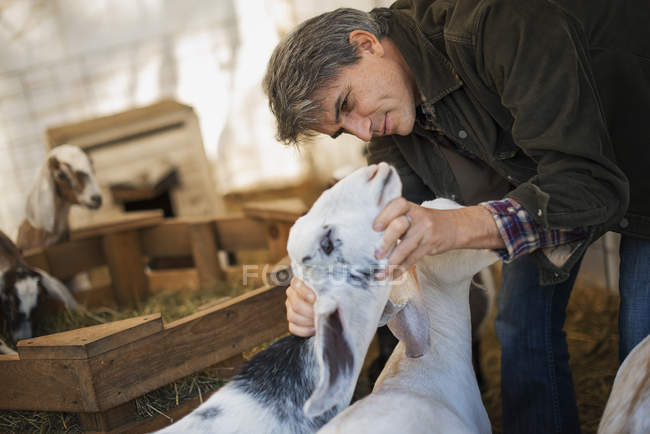 Homme dans une grange avec des chèvres — Photo de stock