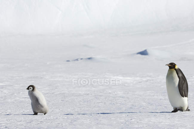 Pingouin veille sur un bébé poussin — Photo de stock