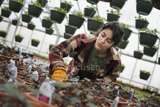 Frau überprüft Pflanzen und Setzlinge. — Stockfoto