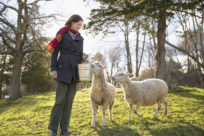 Donna con due pecore . — Foto stock