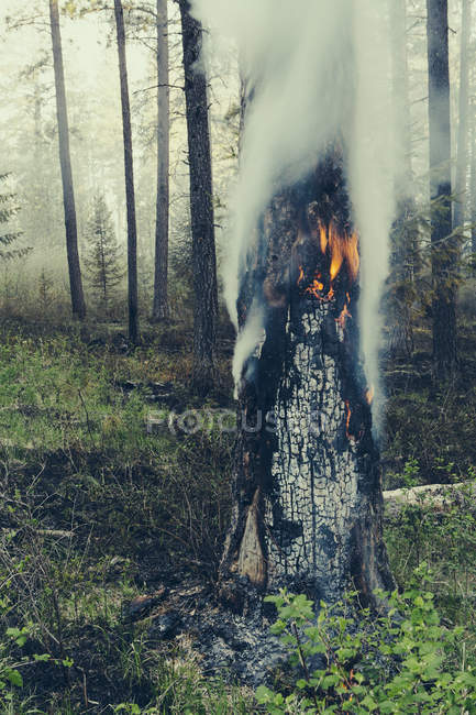 Контролируемый лесной пожар — стоковое фото