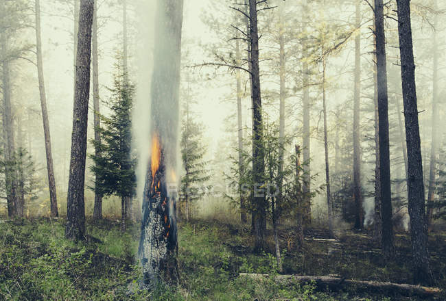 Під контролем лісу спалювати — стокове фото