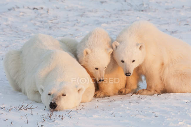 Полярні ведмеді в дикій природі . — стокове фото