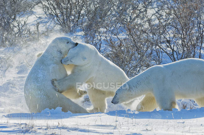 Белые медведи сражаются на снегу — стоковое фото