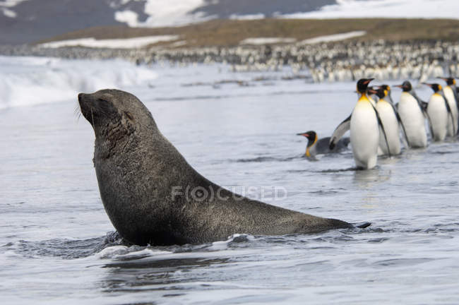 Antarctic fur seal and penguins — Stock Photo