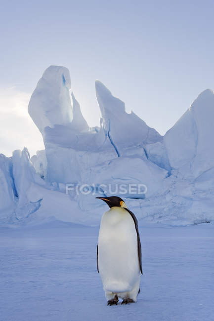 Kaiserpinguin steht im Schatten auf dem Eis — Stockfoto