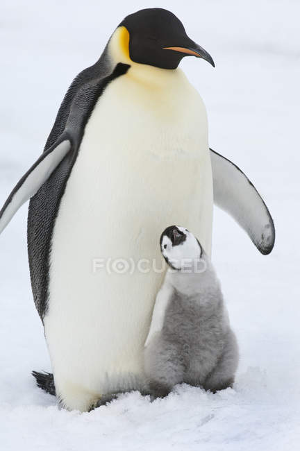 Emperador pingüino con un pollito - foto de stock