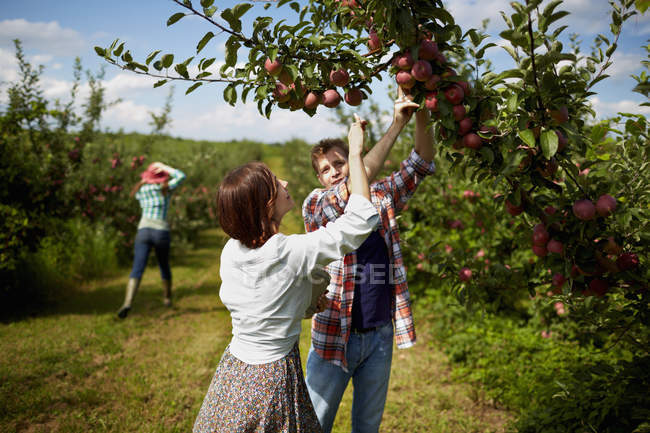 Grupo de personas recogiendo las manzanas maduras . - foto de stock