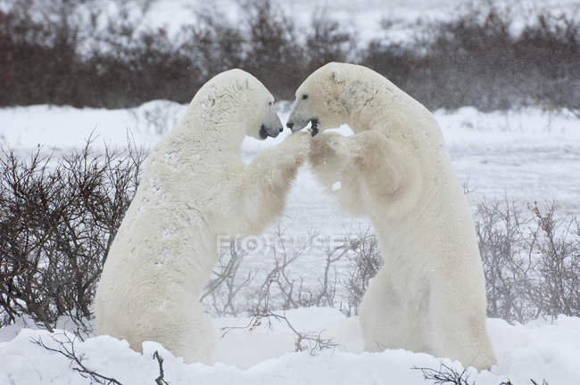 Polar bears fighting on snow — Stock Photo