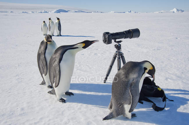 Імператорські пінгвіни дивляться на камеру — стокове фото