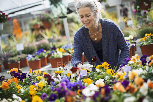 Donna che lavora curando piante da fiore — Foto stock