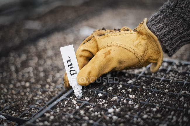 Planting and labelling seed. — Stock Photo