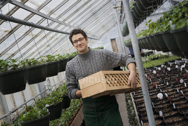 Organic Plant Nursery Glhouse Stock Photo 126356066 Organic Plant Nursery Glhouse Stock Photo