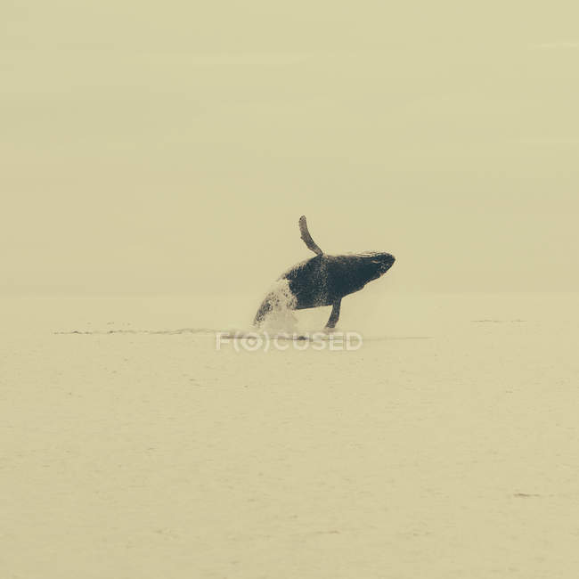 Durchbrechender Buckelwal — Stockfoto