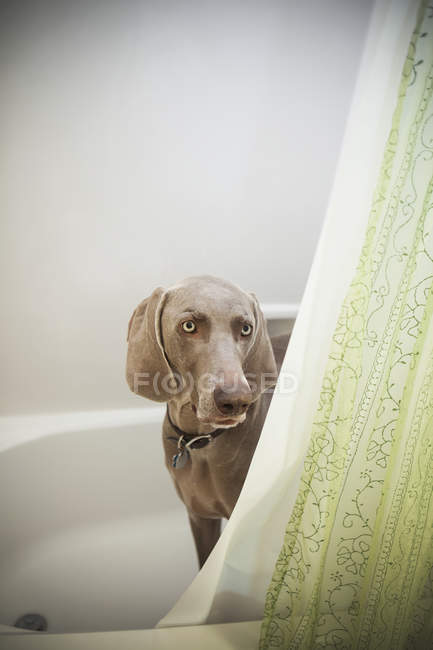 Weimaraner chien dans une salle de bain . — Photo de stock
