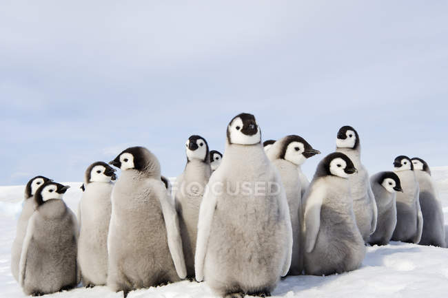 Group of Emperor penguin chicks — Stock Photo