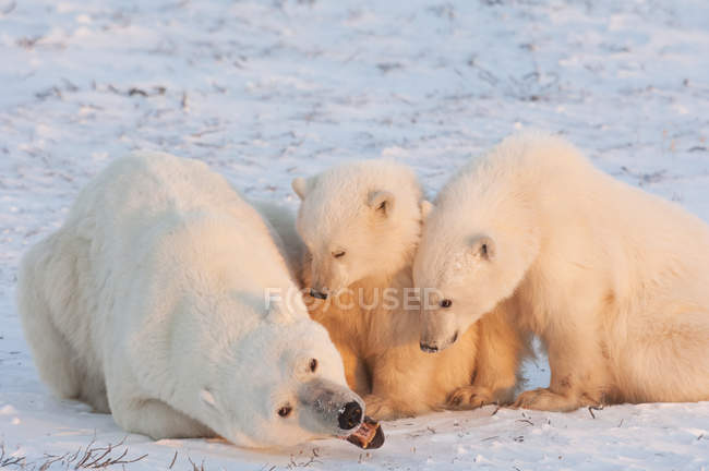 Белые медведи в дикой природе . — стоковое фото