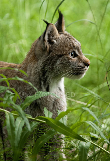 Canada lynxin im Gras — Stockfoto