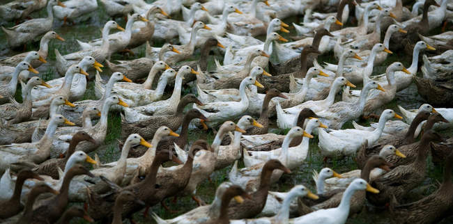 Troupeau de canards, Chine — Photo de stock