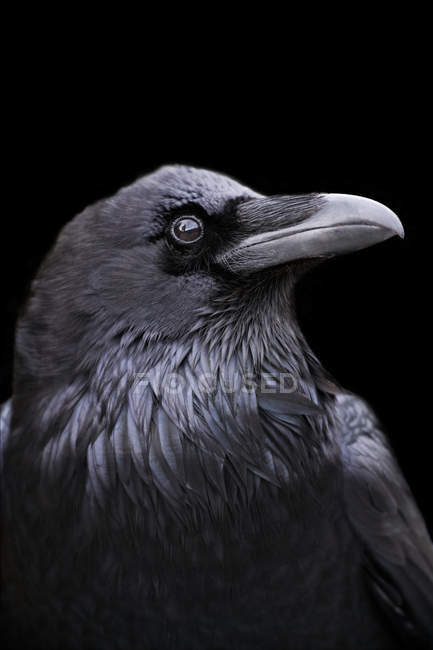 Profile of Raven on black — Stock Photo