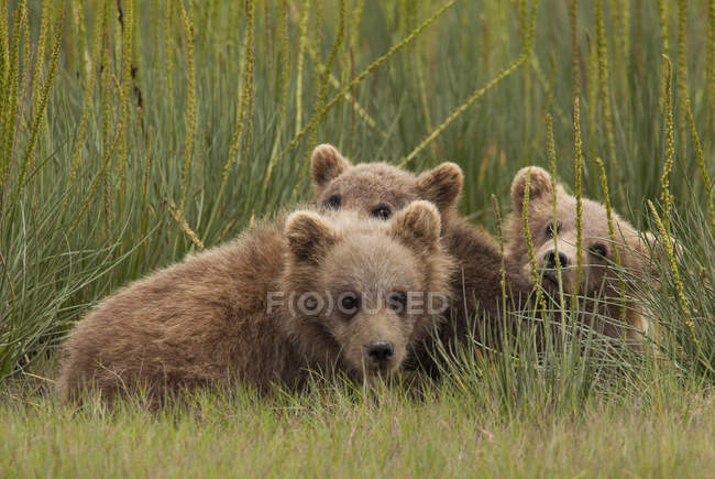 Медвежьи медведи — стоковое фото